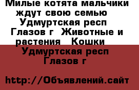 Милые котята-мальчики  ждут свою семью.  - Удмуртская респ., Глазов г. Животные и растения » Кошки   . Удмуртская респ.,Глазов г.